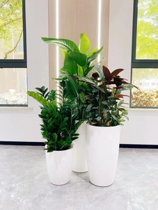 专业北仑花卉租摆，为您的空间添一抹自然清新色彩